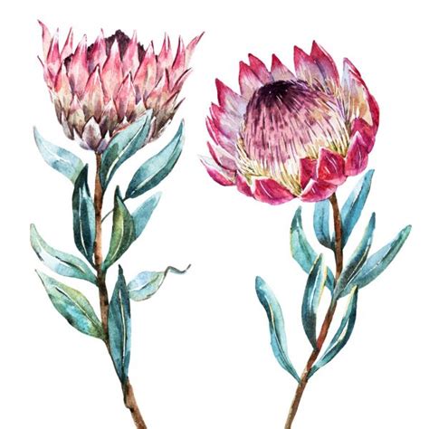 ᐈ Protea stock illustrations, Royalty Free protea flower drawing vectors | download on ...