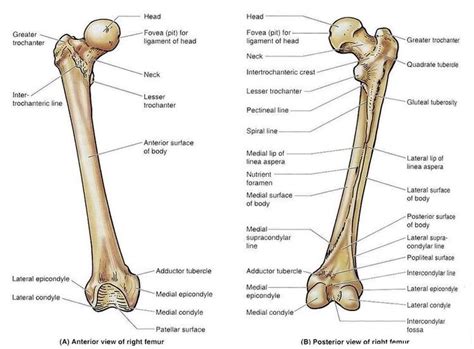 Pin by Abigail Santana on Inspiring Science | Femur bone, Basic anatomy and physiology, Anatomy ...