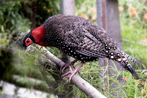 Western Tragopan (Tragopan melanocephalus) | Bird, Pet birds, State birds