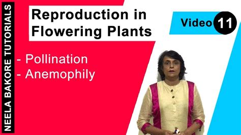 Reproduction in Flowering Plants | NEET | Pollination - Anemophily | Neela Bakore Tutorials ...