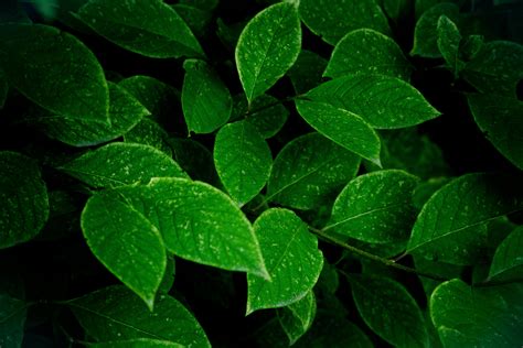 Closeup photography of green leaves HD wallpaper | Wallpaper Flare