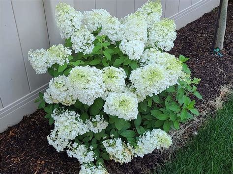 Bobo Hydrangea Care Guide – World of Garden Plants