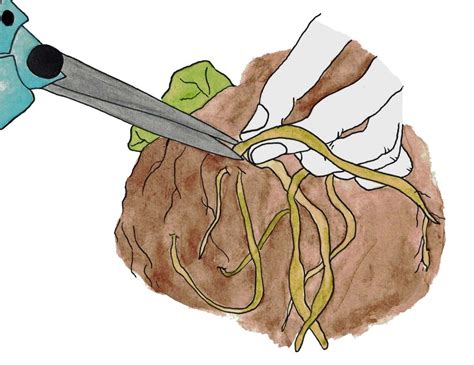 Root Cutting Technique - Learn How To Take Root Cuttings From Plants