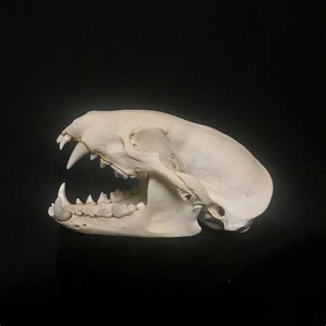 Badger Skull, real bone | nātür – Museum quality insects, butterflies ...