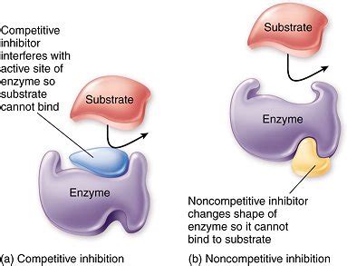 Inhibitors (Competitive and Non-Competitive) - Biology | Socratic