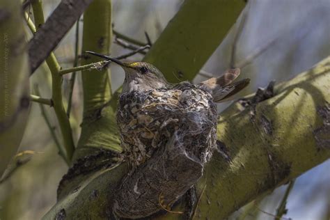 Hummingbird nesting Photograph by David Eisenberg - Fine Art America