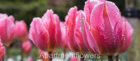 How to Get Tulip Seeds From Flowers⭐