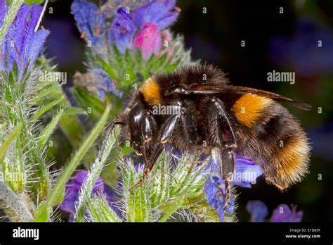 Queen buff tailed bumblebee hi-res stock photography and images - Alamy