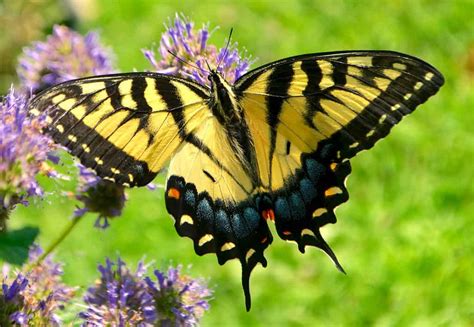 Tiger Swallowtail