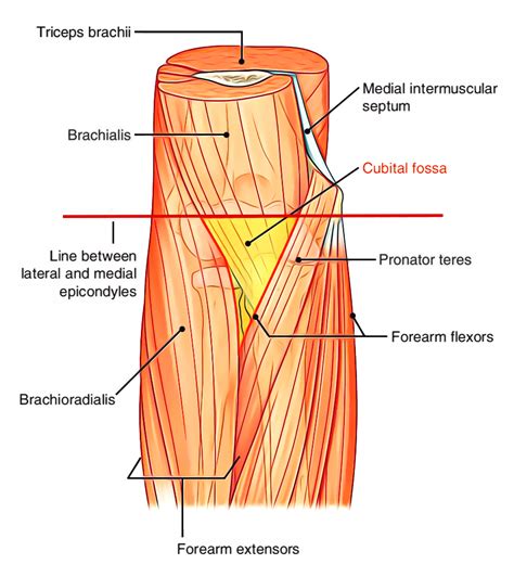 Cubital Fossa Anatomy – Earth's Lab