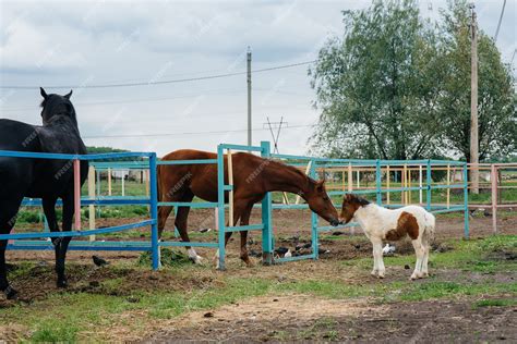 Horse Breeding Farms