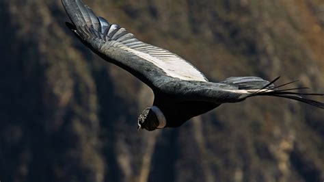 The Andean Condor, beauty and majesty on the sky