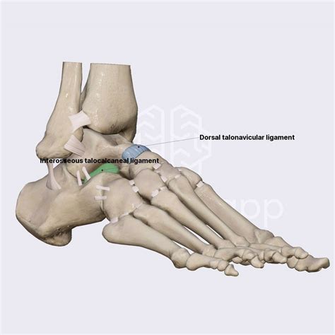 Ligaments of talocalcaneonavicular joint | Ligaments of the lower limb ...