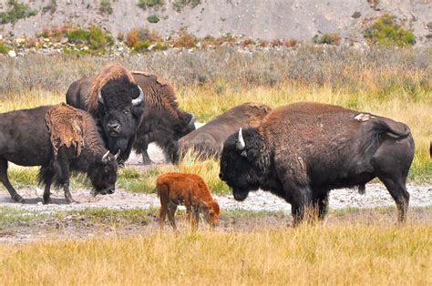 Buffalo Symbolism; A Message - Spirit Animal Totems