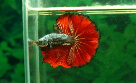 11 Compatible Betta Fish Tank Mates (Complete List)