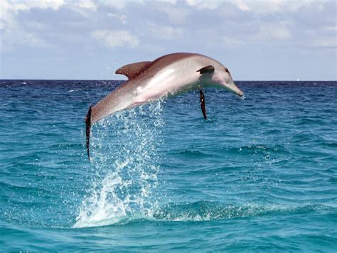 Dolphin | Amazing Fish Interesting Facts & Photos | Animals Lover