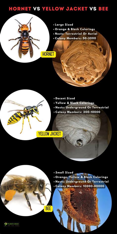 Wasp Vs Hornet Vs Yellow Jacket Vs Bee: 5 Differences To Tell