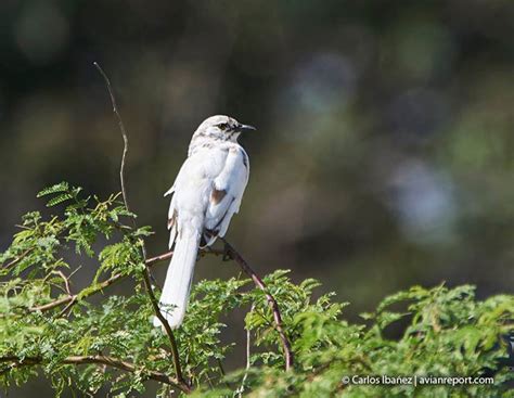 Bird Leucism - Avian Report