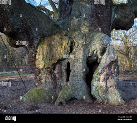 Ancient tree the Major Oak in Sherwood Forest Nottinghamshire near ...