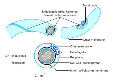 Spirochetes: Morphology, Classification, Disease • Microbe Online