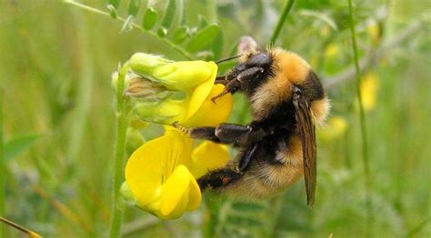 Biodiversity boost as great yellow bumblebee is spotted in substation meadow