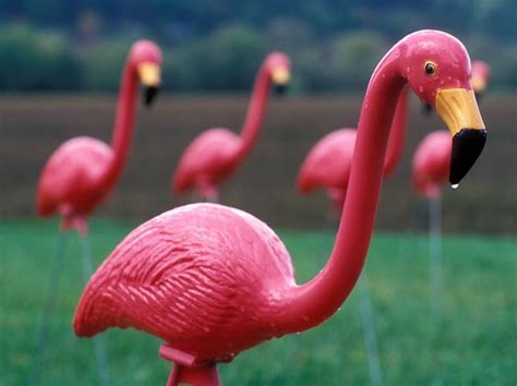 The plastic pink flamingo – in pictures | Front yard, Flamingo garden ornament, Animal cutouts