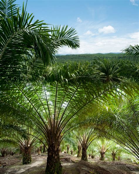 Oil Palm Plantations - Limar Management Services Sdn. Bhd. (032041-A)