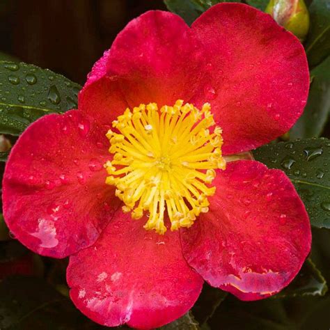 Camellia Camellia, Plant Care, Enjoyment, Activities, Plants, Gardens, Plant, Planets