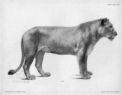 Vintage lion anatomy drawing | Lion anatomy, Feline anatomy, Human anatomy drawing