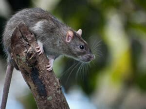 Florida Palm Rat Removal Services - Security Termite and Pest Control