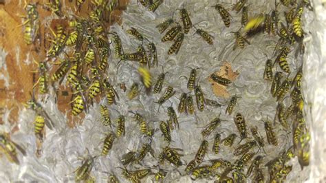 Yellow Jackets massive nest removal infestation - YouTube