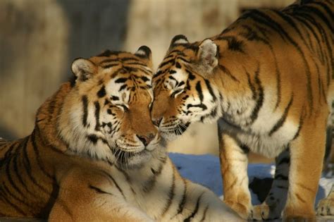 How Do Tigers Mate and Reproduce? - Joy of Animals