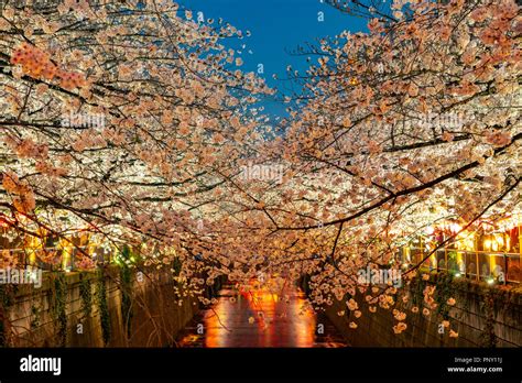 Meguro River Cherry Blossom Festival 2024 - Bella Carroll