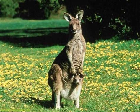 Kangaroo Wallpaper - Kangaroo Got Its Pouch - 1280x1024 Wallpaper ...