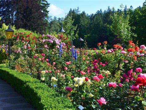 20 Vancouver Rose Garden Ideas You Cannot Miss | SharonSable