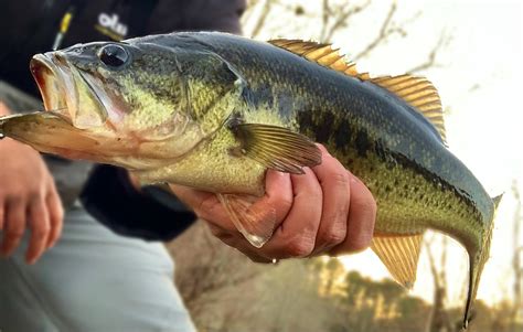 Seven Essential Winter Bass Fishing Lures - On The Water