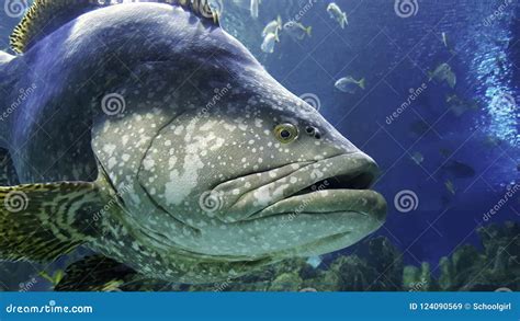 Grouper in the aquarium stock image. Image of epinephelinae - 124090569