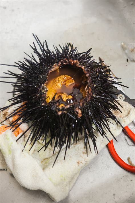 Sea Urchin Sushi