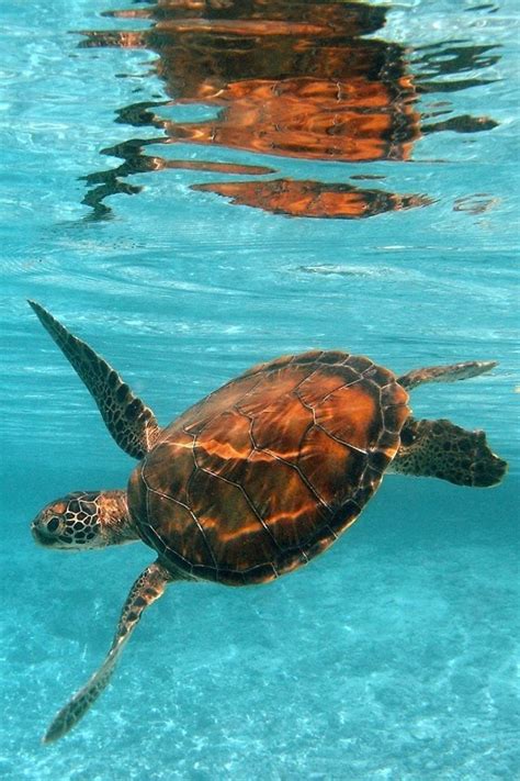 Tartarughina di mare | Turtle, Turtle love, Sea animals