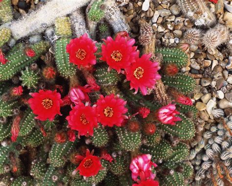 The Best Types of Cactus to Grow in Your Garden