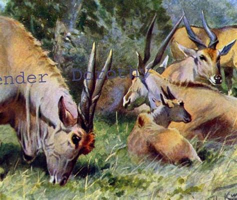 Antelope Family Natural History Animal Lithograph Illustration - Etsy