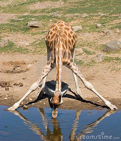 Giraffe drinking from pond | Giraffe, Animals wild, Giraffe drinking water