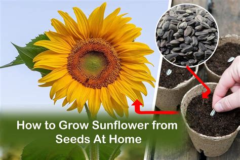 How to Grow Sunflower from Seeds At Home | Plants Information