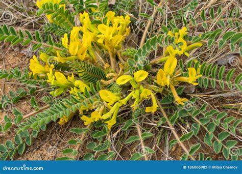 Flowering Plant Astragalus Downy or Woolly-flowered Astragalus Astragalus Dasyanthus. Medicinal ...