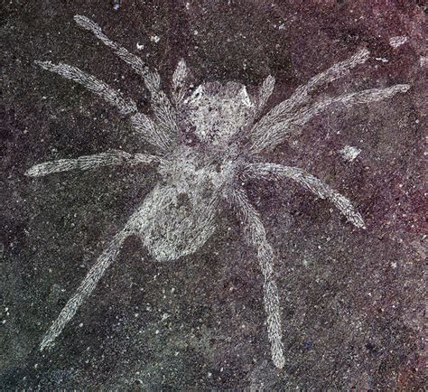 Ancient spider fossils with reflective eyes | Earth | EarthSky