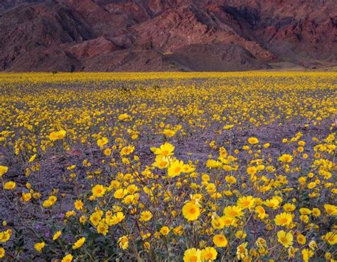 The Death Valley in California experiencing super bloom after a huge gush of rainfall - Tech Entice