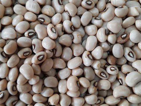 cowpea seeds - PixaHive