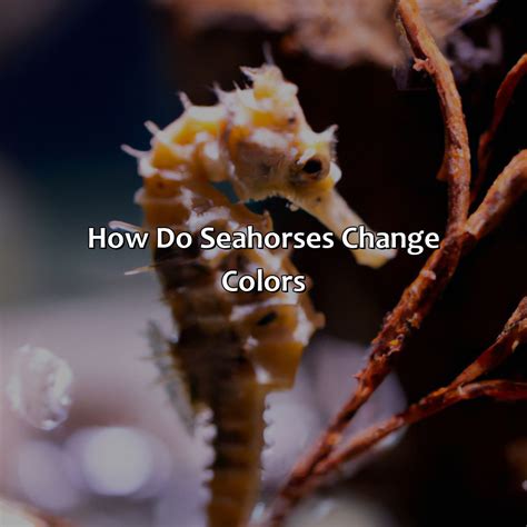 What Color Are Seahorses - colorscombo.com