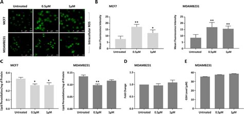 DEHP exposure and Oxidative stress. A) Confocal microscopy images... | Download Scientific Diagram