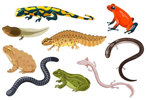 Teach Kids About Amphibians - Types, Characteristics & Facts